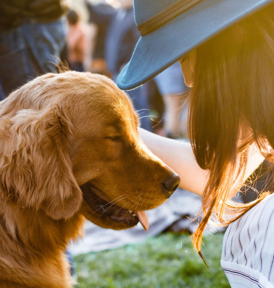 Young woman petting happy golden haired dog at the park with sunset